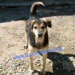 1038-13_canile_muratella_2