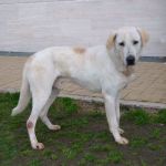 1051-12_canile_muratella_1