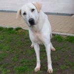 1051-12_canile_muratella_2