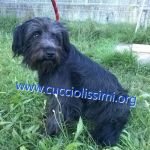 1051-14_canile_Muratella_2