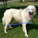 1053-14_canile_muratella_2