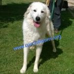 1053-14_canile_muratella_3