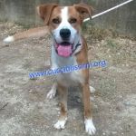 1053-15_canile_muratella_1