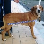 1072-15_canile_muratella_1