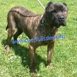 1077-12_canile_muratella_1