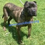 1077-12_canile_muratella_3