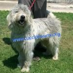 1118-15_canile_muratella_2