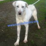 1123-14_canile_muratella_2