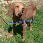 1124-15_canile_muratella_3