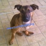 115-15_canile_muratella_2