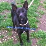 116-15_canile_muratella_1