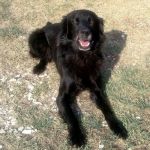 1167-13_canile_muratella_3