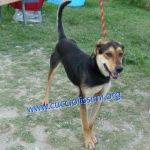 1177-15_canile_muratella_2