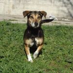119-13_canile_muratella_1
