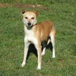12-13_canile_muratella