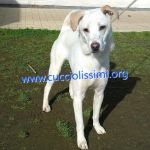 125-15_canile_muratella_1