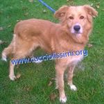 1252-14_canile_muratella_1