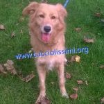1252-14_canile_muratella_3