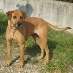 126-12_canile-muratella