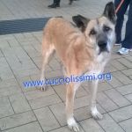 1260-14_canile_muratella_2