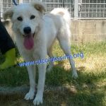 1261-14_canile_muratella_1