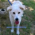 1261-14_canile_muratella_2