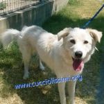 1261-14_canile_muratella_4