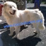 1267-13_canile_muratella_1