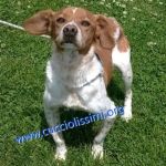 1337-14_canile_muratella_1