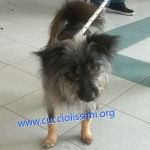 1343-15_canile_muratella_2
