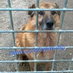 1353-12_canile_muratella_2