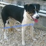 144-15_canile_muratella_1