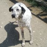 1467-05_canile_muratella_2