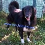 1506-10_canile_muratella_1