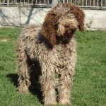 151-13_canile_muratella_1
