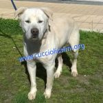 153-15_canile_muratella