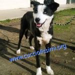 155714_canilemuratella2
