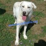 1611-13_canile_muratella_2