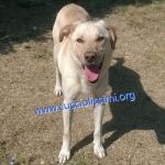 188-15_canile_muratella_2