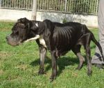 2064-12_canile-muratella