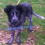 213-15_canile_muratella_4