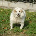 2139-12__muratella
