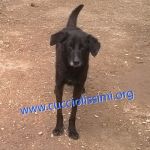 2153-13_canile_muratella_2