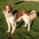 2159-12_canile_muratella