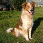 2159-12_canile_muratella_2