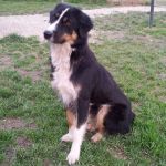 2221-12_canile_muratella