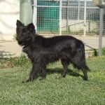 2276-12_canile_muratella