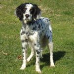 2280-12_canile_muratella_1