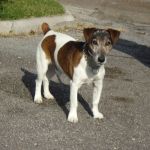 2400-12_canile_muratella_1