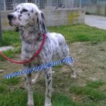 285-15_canile_muratella_2